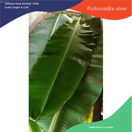 

Daun pisang 1kg