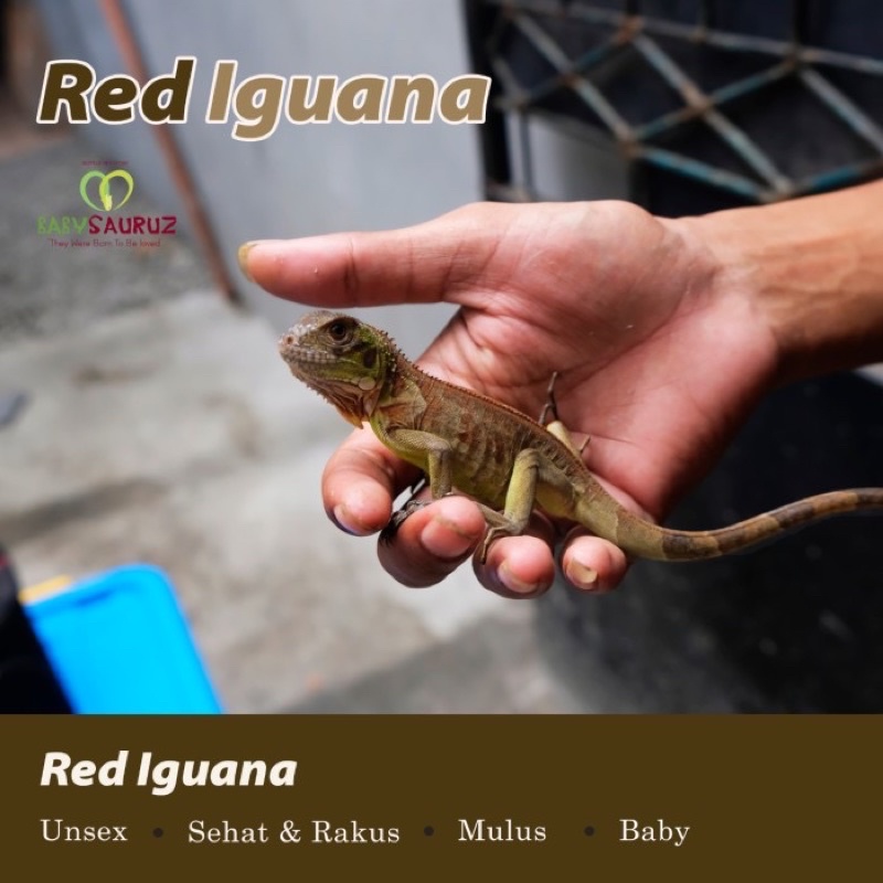 Red Iguana