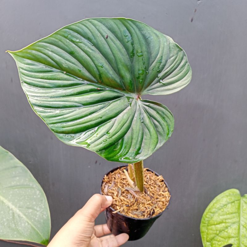(Real Picture) PHILODENDRON PLOWMANII ROUND FORM