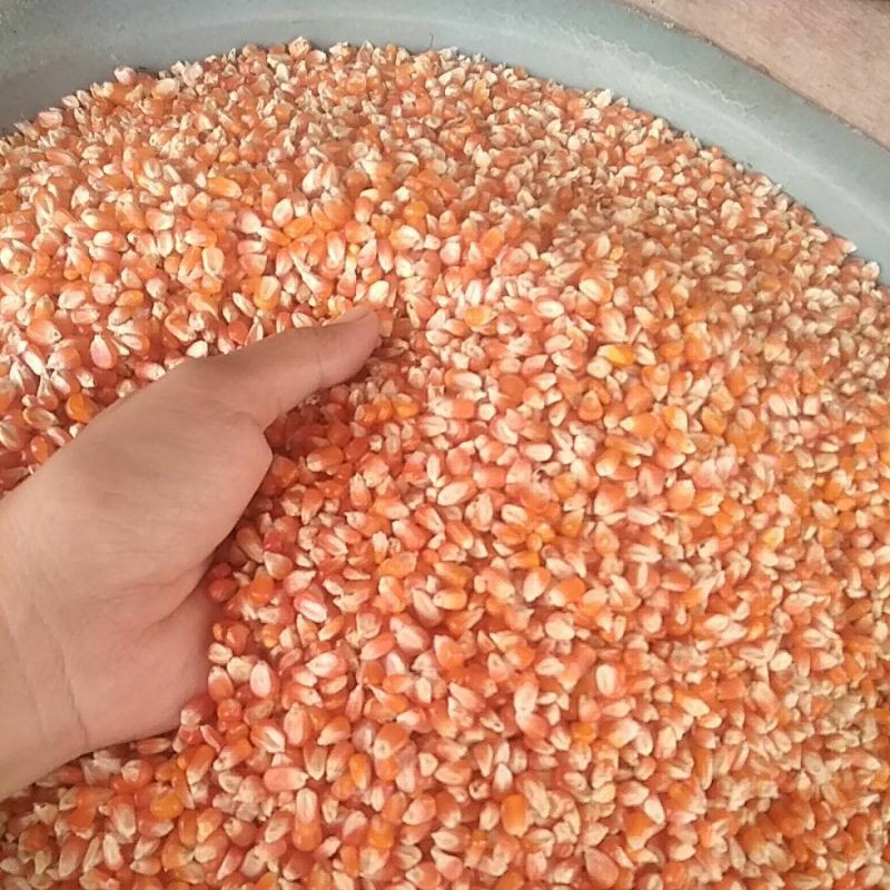 

jagung