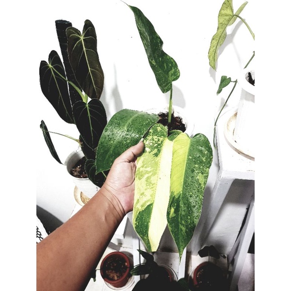 PHILODENDRON JOSE BUONO VARIGATA / SAGITIFOLIUM VARIGATA