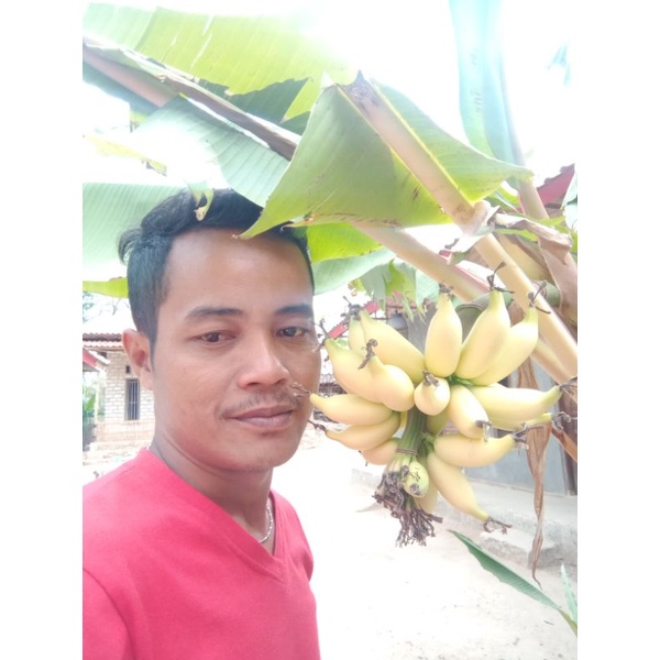 

pisang mini