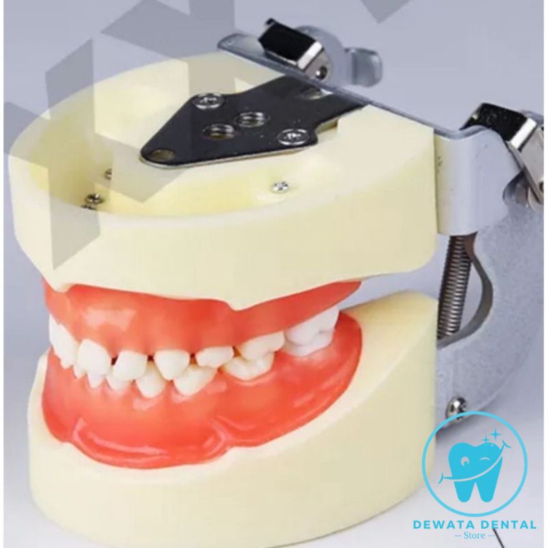 Model Gigi Typodont Anak Pedo Desidu Gingiva Elastis Panthum Gigi untuk Preparasi