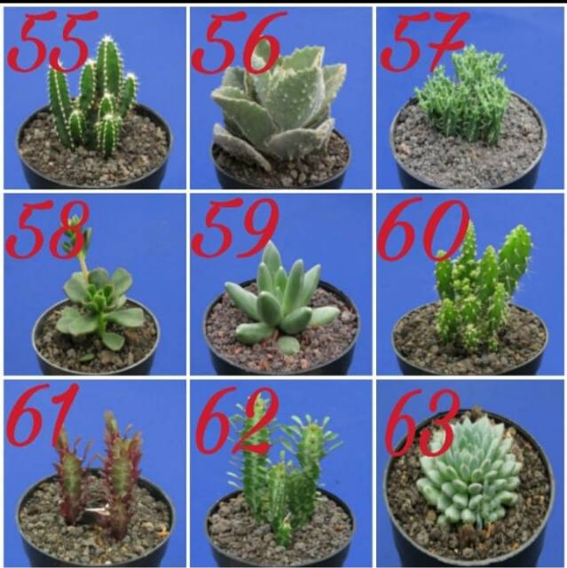 Kaktus dan sukulen lokal GRATIS POT