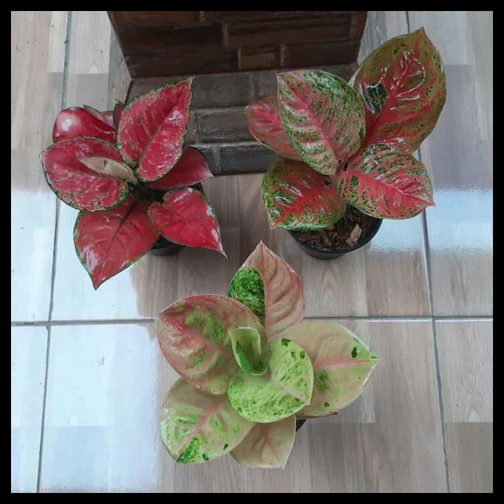 Paket 3 Aglonema (Wulandari + Red Anja Besar + Emerald)