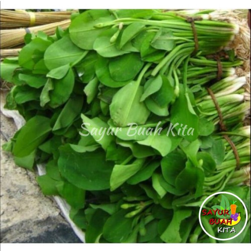 

Daun Genjer Segar Per ikat