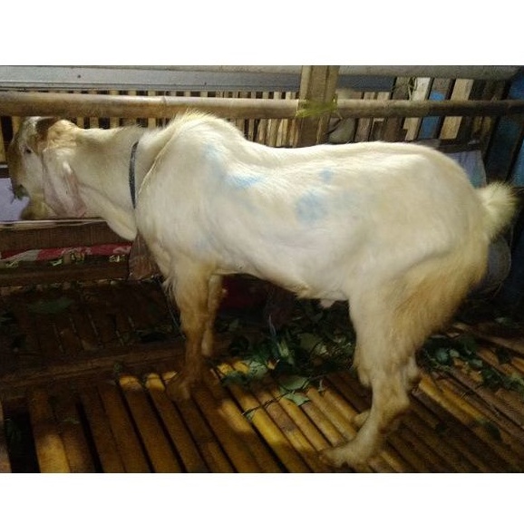 kambing qurban super