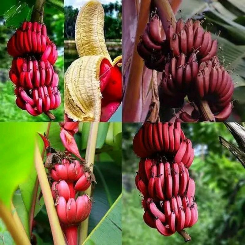 bibit pisang raja merah