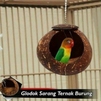 glodok batok loverbird / Kandang Love bird batok kelapa berkualitas terbaik