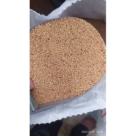 MILET CREAM 1kg MILET KUNING MURAH | MILET MILET KUNING BIJI milet makanan lovebird