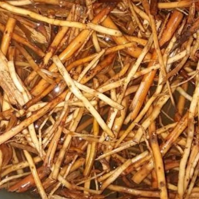 

Terbaik Terbaik Akar pinang segar 1000 gram TERLARIS