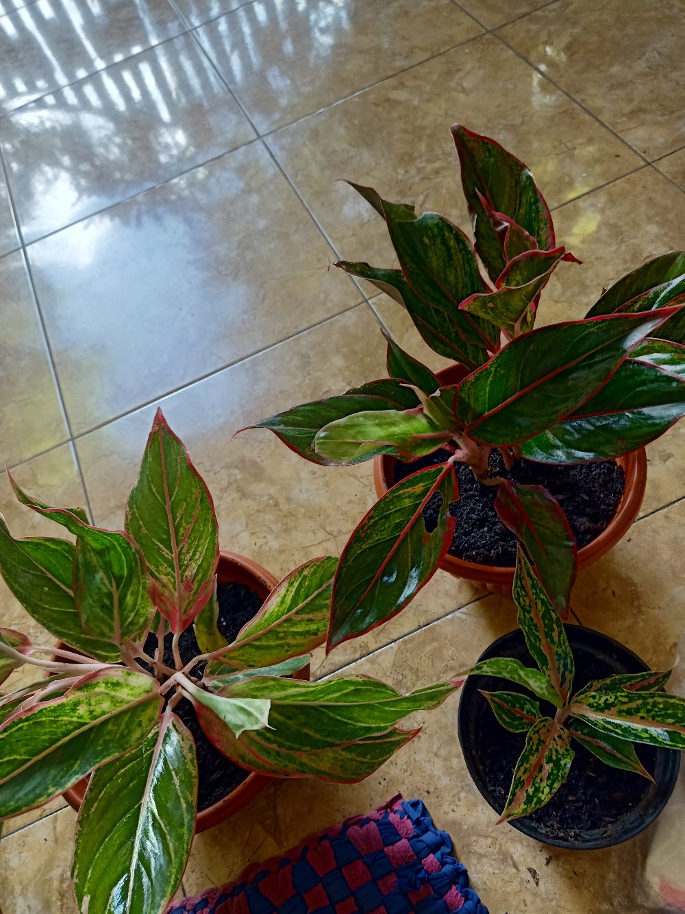 Aglaonema / Aglonema Lipstick / Siam Aurora