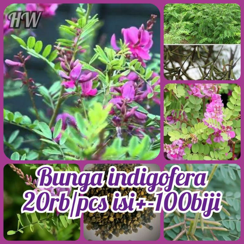 Biji indigofera