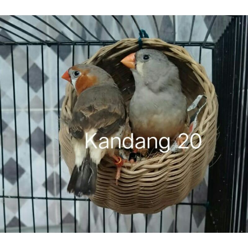 Zebra Finch  Siap Ternak atau Breeding Harga untuk Sepasang jantan dan betina