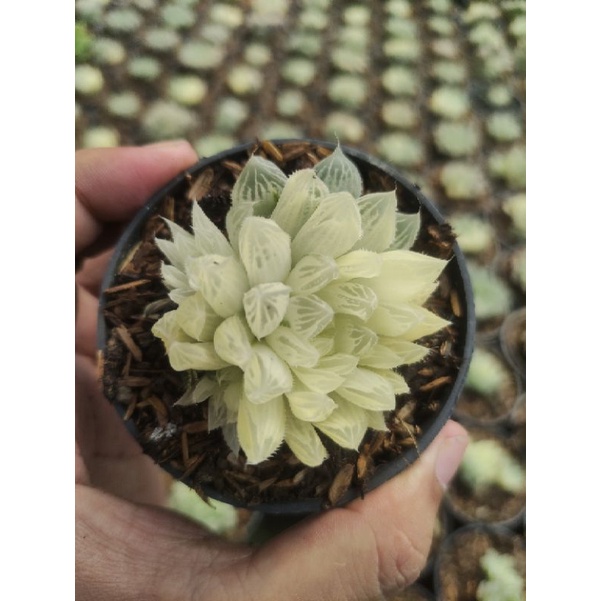 haworthia cooperi variegata