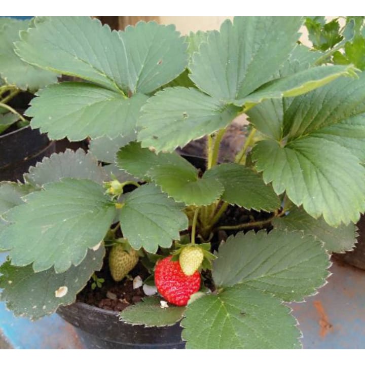 30 bibit strawbery jumbo manis jenis MENCIR siap tanam bibit berkualitas lansung dari kebun real stok