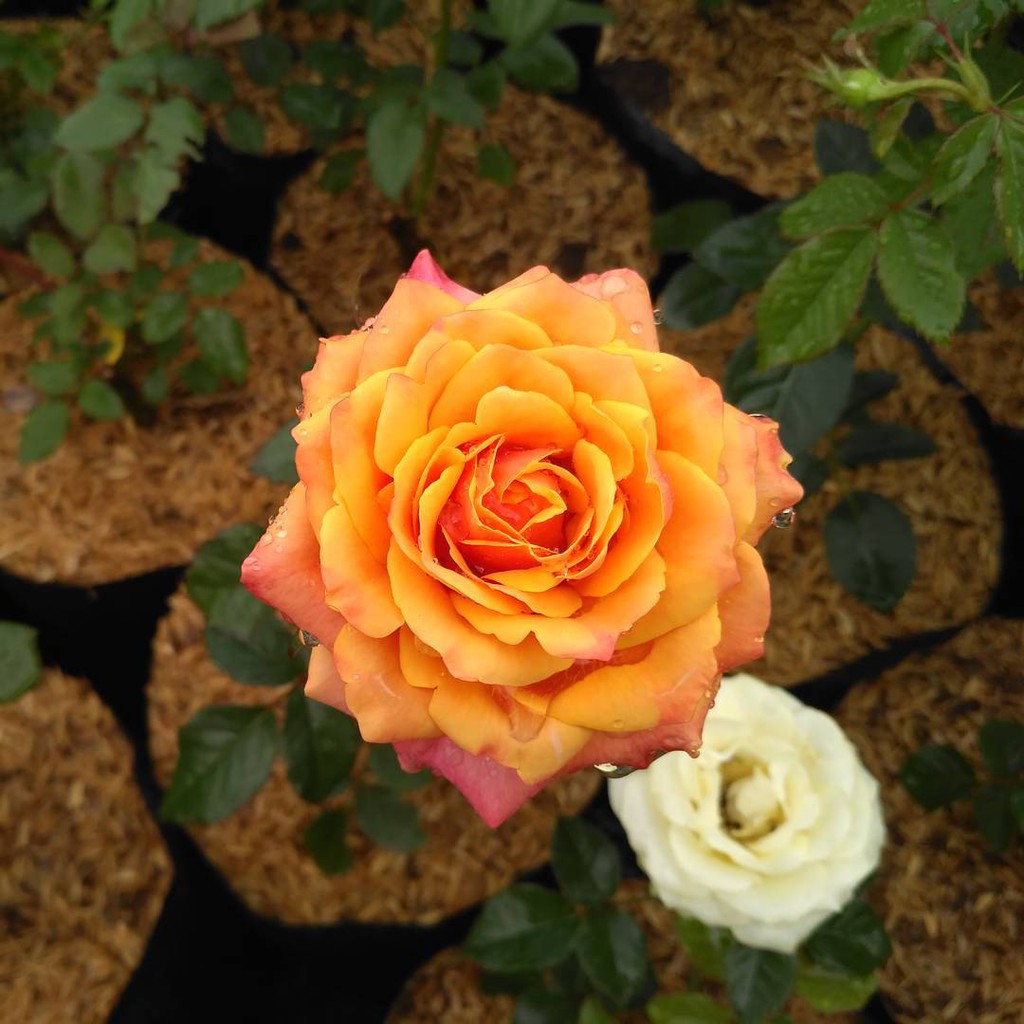 Bibit Tanaman Mawar Floribunda Colorado