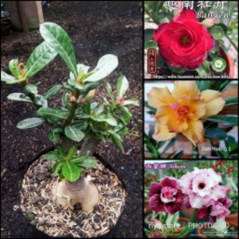 Adenium kamboja grafting 3 warna size C