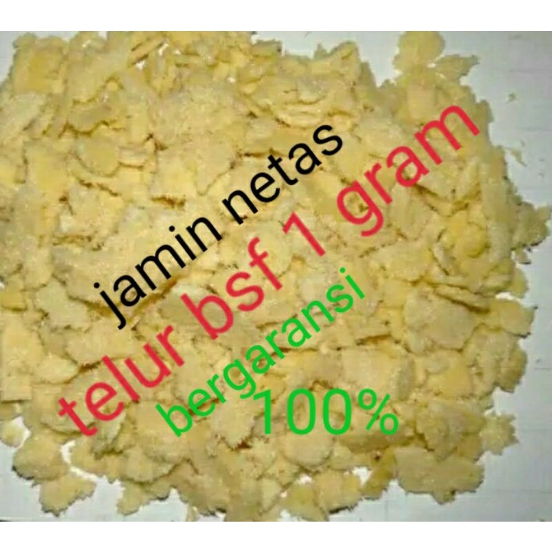 Telur lalat magot bsf 1 gram