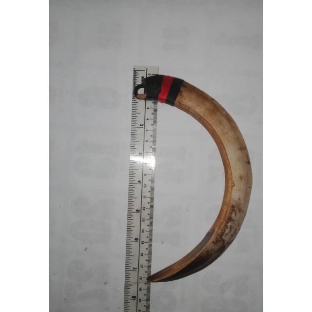 

Taring babi 18cm bijian kanan