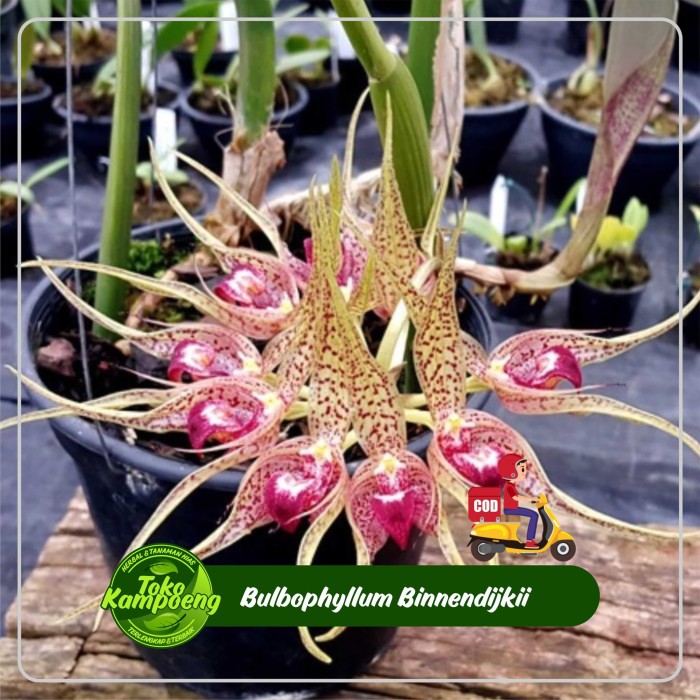 Anggrek Bulbophyllum Binendijki - Anggrek Gurita