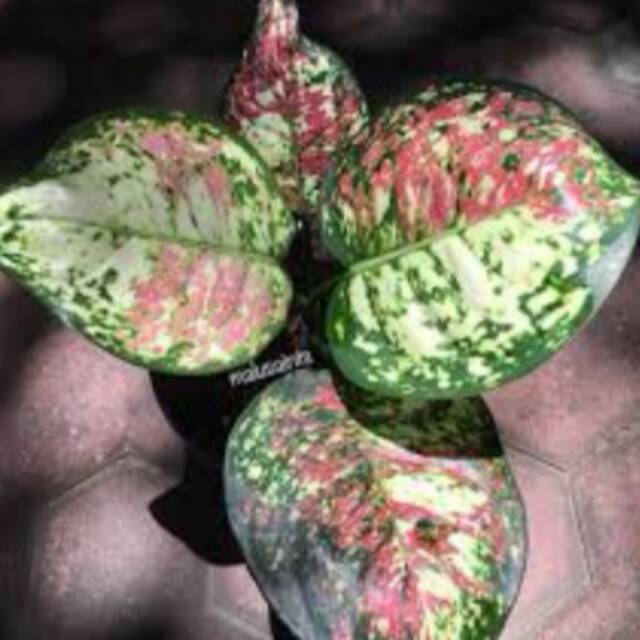 Bunga aglonema tricolour / threecolour
