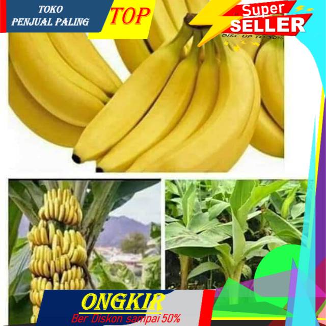 

Manis Bibit pisang cavendish