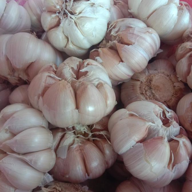 

Diskon bawang putih banci atau honan bersih Diskon