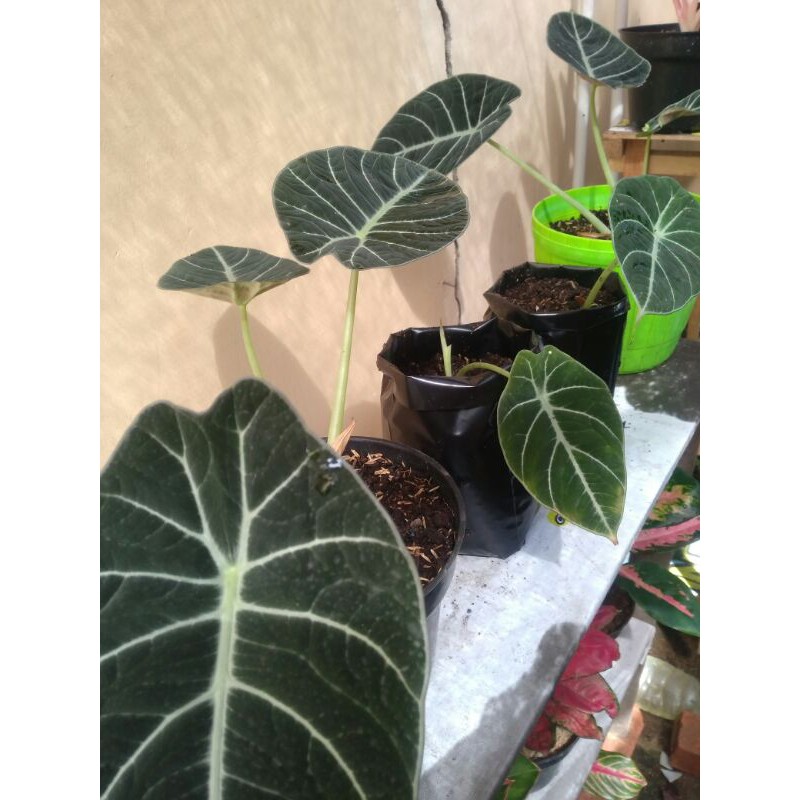 alocasia black velvet remaja