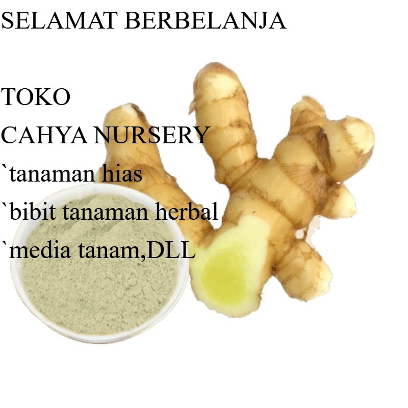 

PROMO Temu mangga basah segar 500gram (curcuma mangga) siap ambil ke kebun