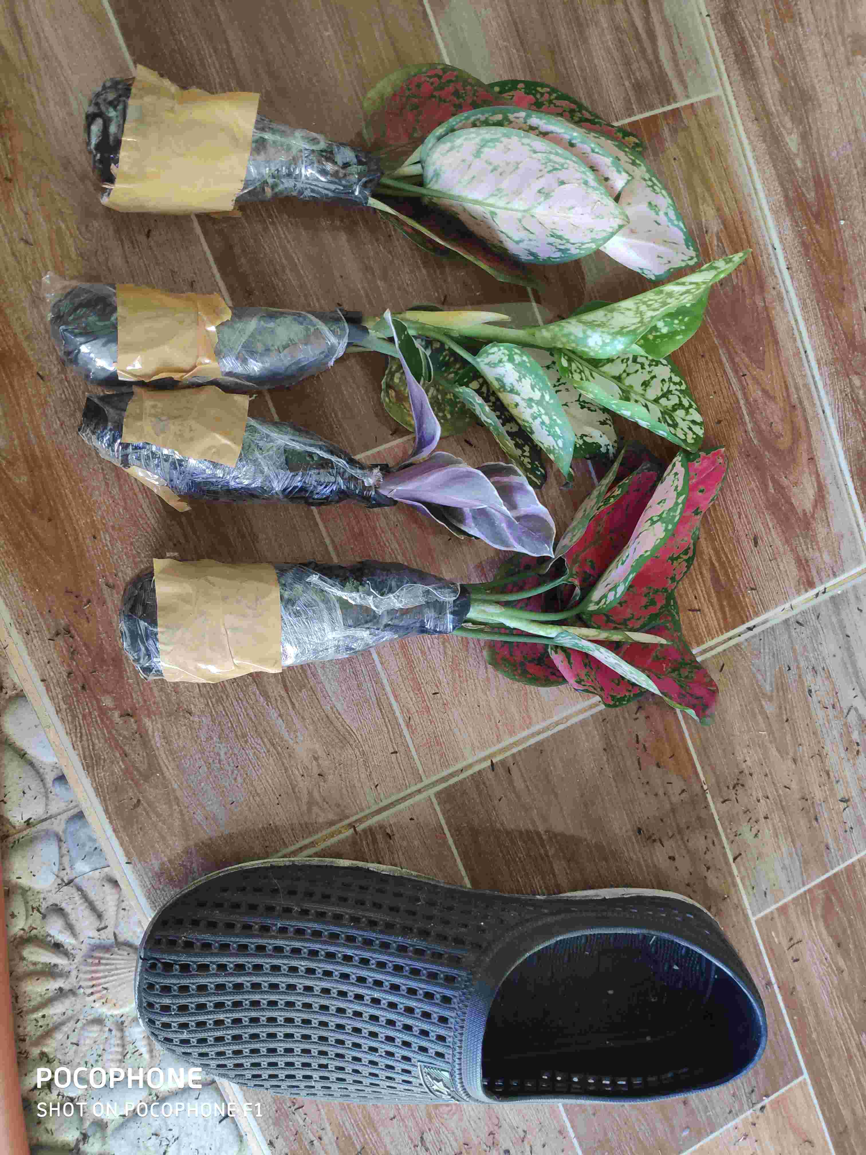 Tanaman Hias Paket 2 Aglonema Red Anjamani Dan Super White