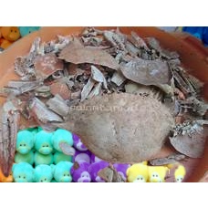 

cangkang kepiting rajungan