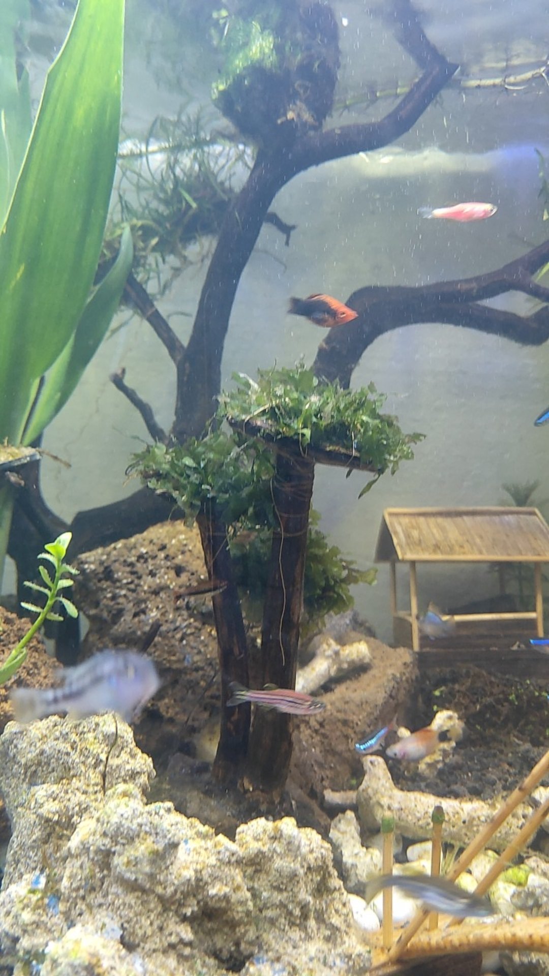 Tanaman Aquascape Hiasan Aquarium Mos Pelia