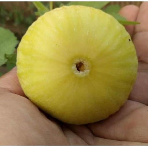 bibit tin cangkok jenis Jin Ao Fen - bibit pohon tin jenis unggul buah jumbo