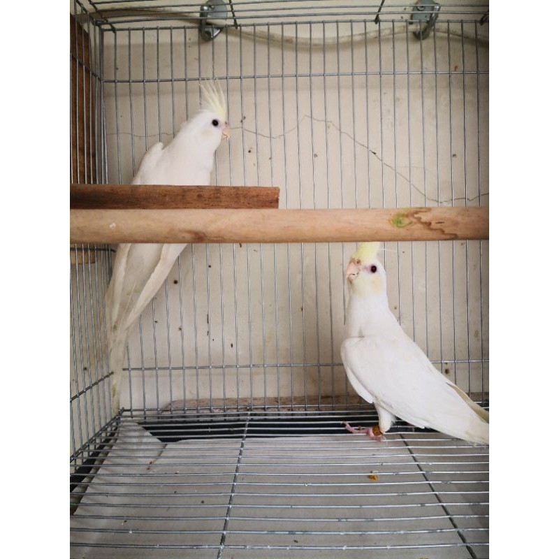 falk cf lutino sepasang