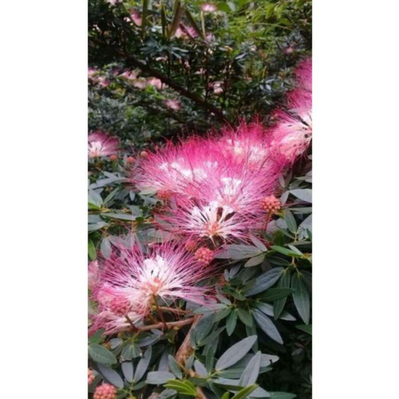 Tanaman hias kaliandra sulimaraja / Surinamensis besar tinggi 50cm up / kaliandra sulimaraja murag