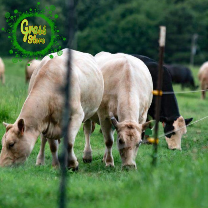 benih rumput pakan ternak 200g - biji rumput pakan ternak-bibit rumput
