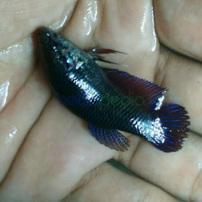 jual ikan hias-ikan cupang bagan-size S-blue-cupang aduan