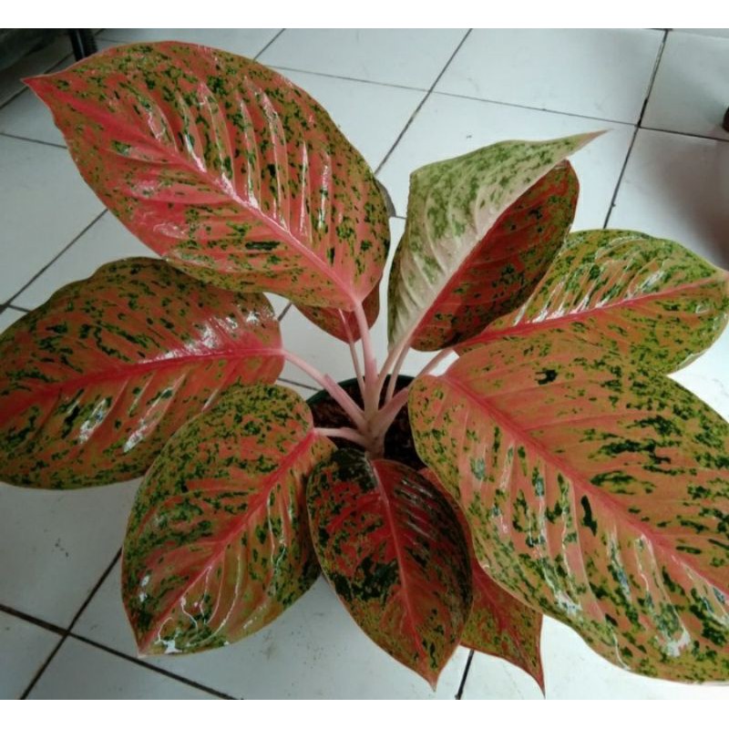 aglonema big roy murah