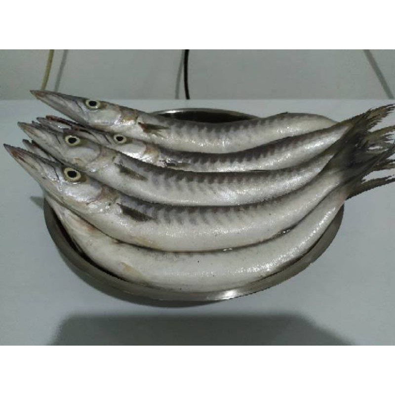 

Ikan Barakuda 500gr ( sudah bersih) Bakul Sayur Bandung