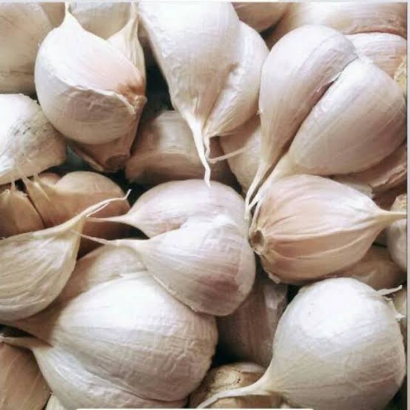 

Bawang putih kating