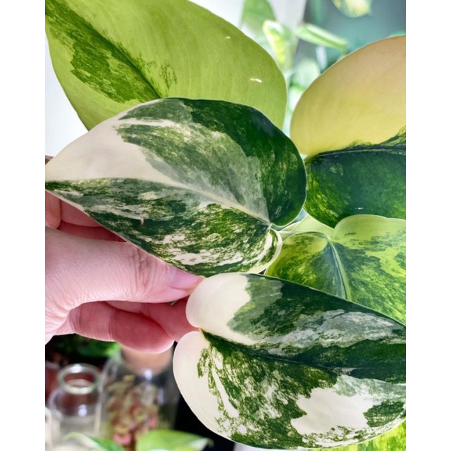 scindapsus jade satin varigata