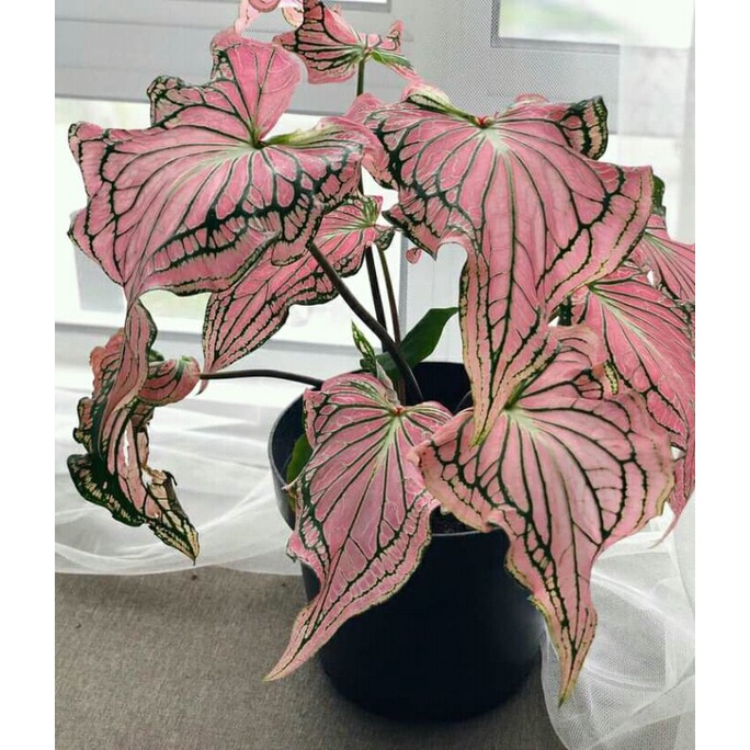 Bibit Anakan Keladi Wayang /Caladium Thai Beauty Pink Symphony bibit
