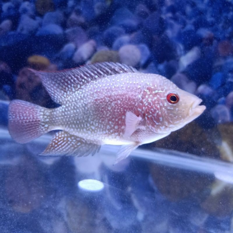 

Ikan Louhan