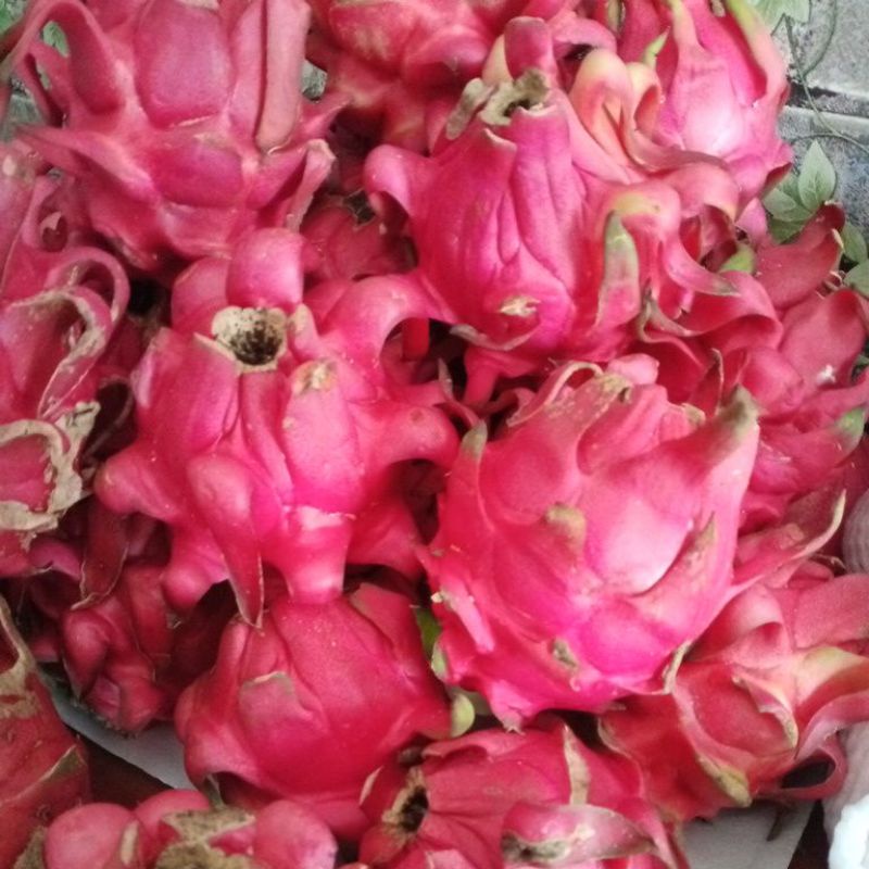 

Buah Naga