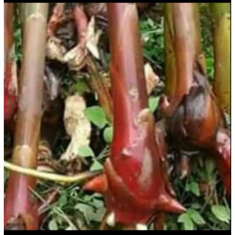 bibit kecombrang merah