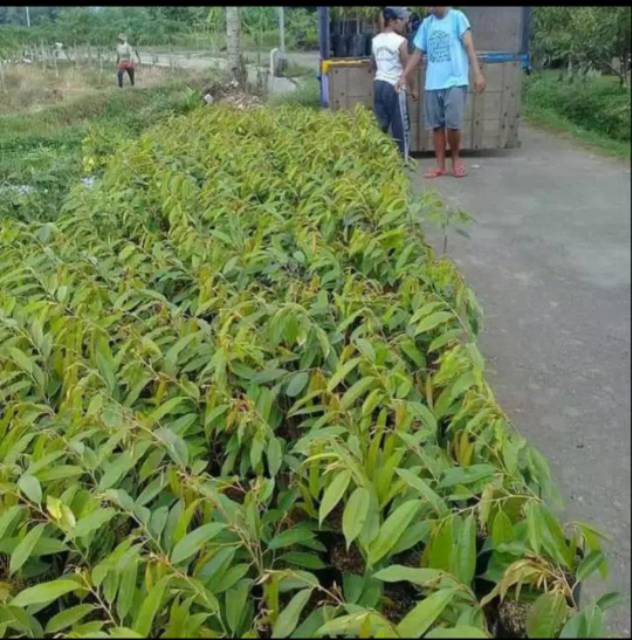 Bibit Durian Montong Super Cepat Berbuah