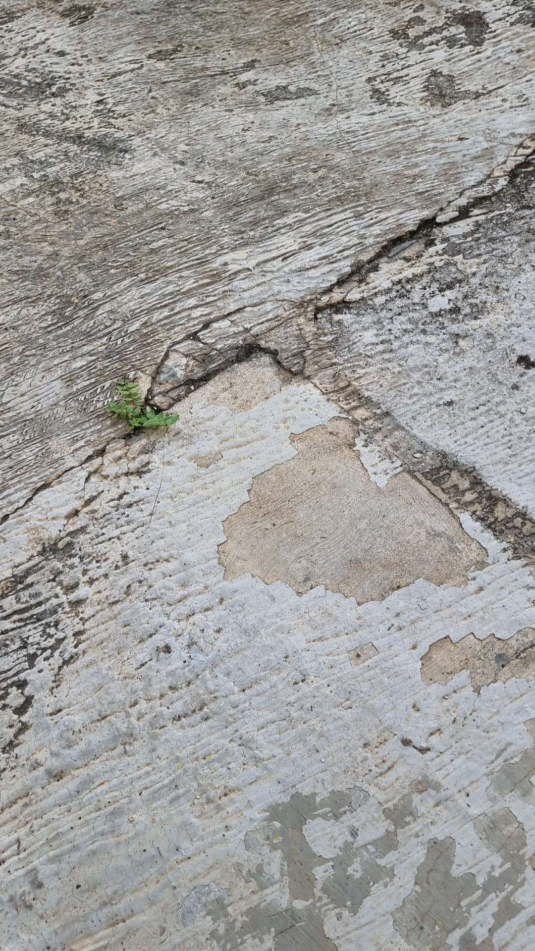 Bunga Gantung Lipstik Oranye