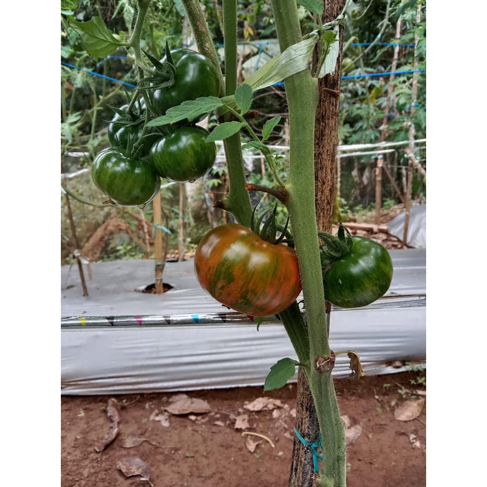 Benih Bibit Biji - Tomato Tigerella / Tomat Macan Belang Seeds