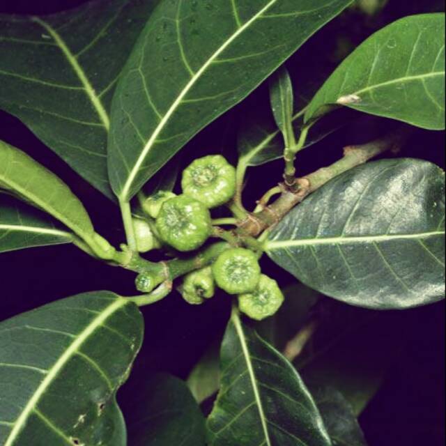 

DAUN AWAR AWAR SEGAR 500gr